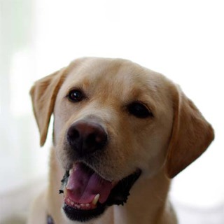 いつもいっしょにいてくれる飼い主さん募集