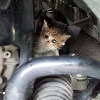 子猫ちゃん保護してます！