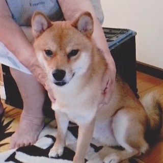 豆柴♂里親さん募集！