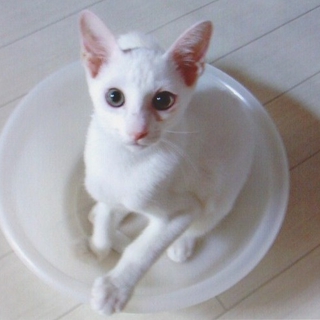 生後4ヶ月の子猫オス兄弟里親募集！