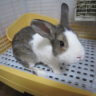 ライオンラビットの里親様募集☆