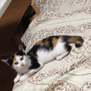 可愛い三毛の女の子です（トライアル予定のため一時的に募集停止中です）