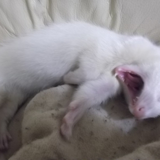 フェレットの飼い主を探しています