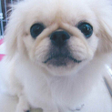ペキニーズのメスです
