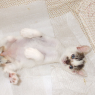 生後二ヶ月未満のオス猫です