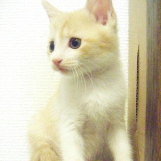 里親さんを募集しています