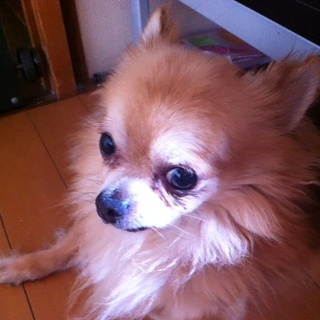 オスのチワワちゃんです!