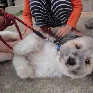 性格ピカイチなシーズーＭＩＸ