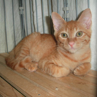 ありがとうございました