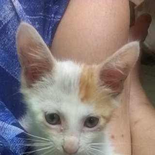 子猫の里親募集。