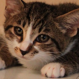 引っ込み思案なボクですが