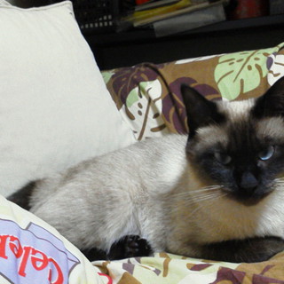 シャム猫メス2歳です