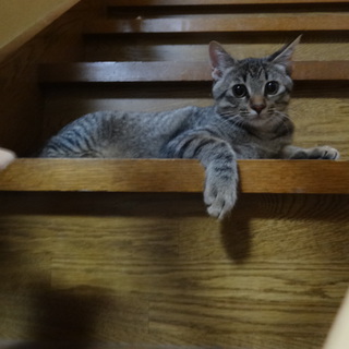 新しい家族探しております。