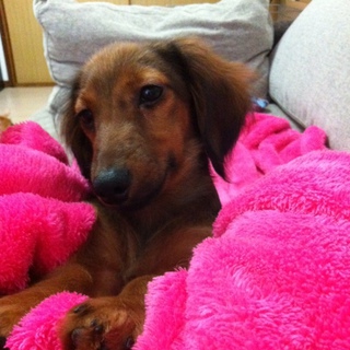 可愛がってください