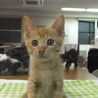 ♪♪とても小さい茶トラです♪♪ サムネイル5