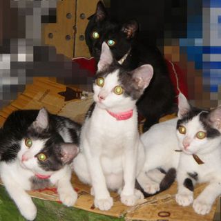 子猫３匹の里親さん急募【一部内容修正済】