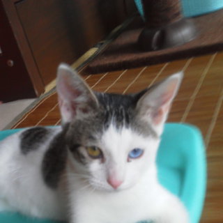 子猫貰ってください。