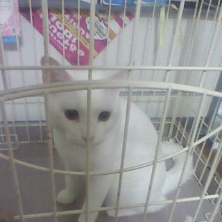 岡山より里親募集！