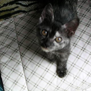 一時募集を中止します。