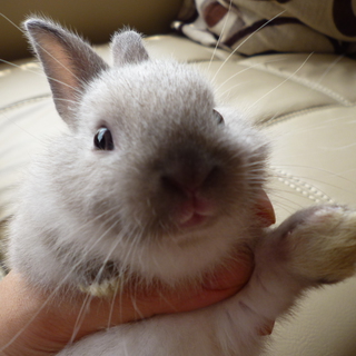 飼い主になって下さい