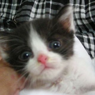 でら！雅（みやび）！