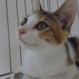 ◆こみけちゃんの里親さん募集◆