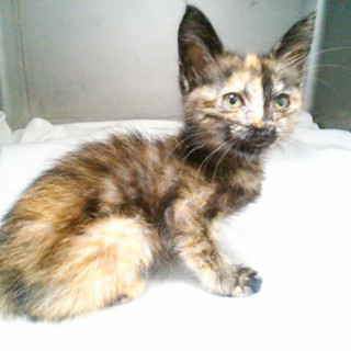 サビちゃんの里親募集中！