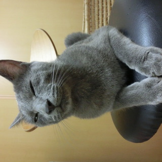 猫アレルギー発現により里親募集中。