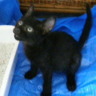 「幸運を呼ぶ」黒猫　２