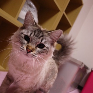 とっても甘えん坊なフウちゃん