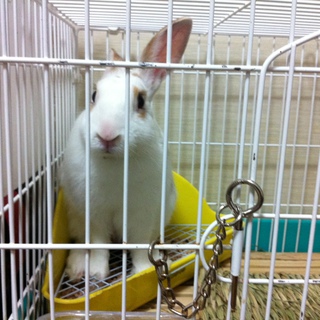 うさぎ里親募集中です