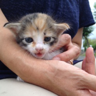 ☆キジミケ☆懐こい美猫です！