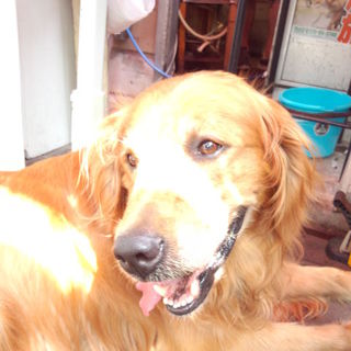 とても甘えん坊のゴールデンです★