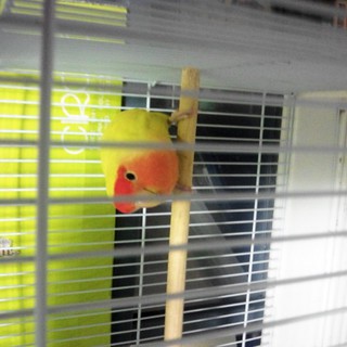 可愛がってくれる里親募集