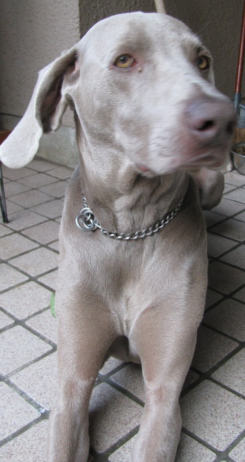 ワイマラナー オス 里親募集 神奈川県 犬の里親募集 6306 ペットのおうち 月間利用者150万人