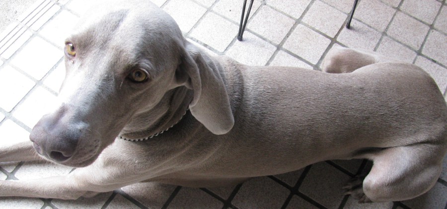 ワイマラナー オス 里親募集 神奈川県 犬の里親募集 6306 ペットのおうち 月間利用者150万人