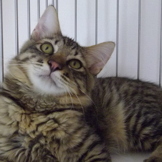 ◆たぬちゃんの里親さん募集◆