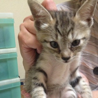 可愛い子猫の里親さんになって下さい。