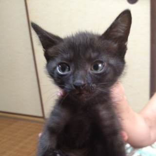 可愛い子猫の里親になって下さい。