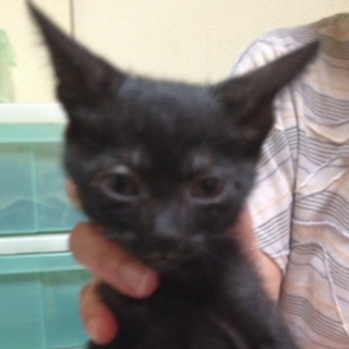 可愛い子猫の里親さんになって下さい