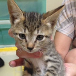 可愛い子猫の里親さんになって下さい