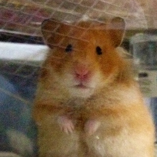 至急です！！ゴールデンハムちゃんです！！