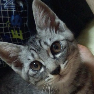 保護猫です。里親さん募集中！