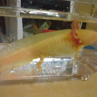 ウーパールーパー(ゴールデン)の里親募集