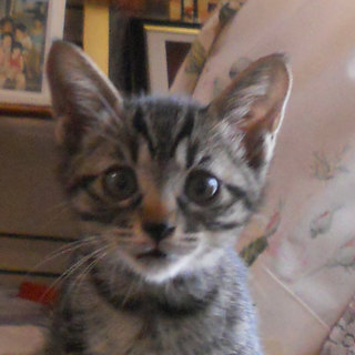 膝の上でおねんね　１