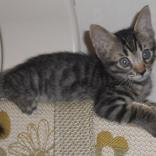 おひざの上でおねんね　２