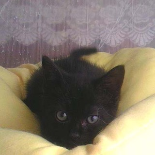 甘えん坊黒子猫　