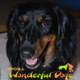 未来のカリスマドッグかも？「ミラン」　ミニチュア・ダックスフンド　２歳♀