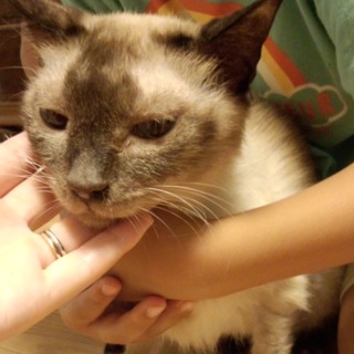 里親になって下さい