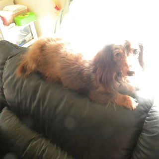 とても大人しくて抱っこが大好き